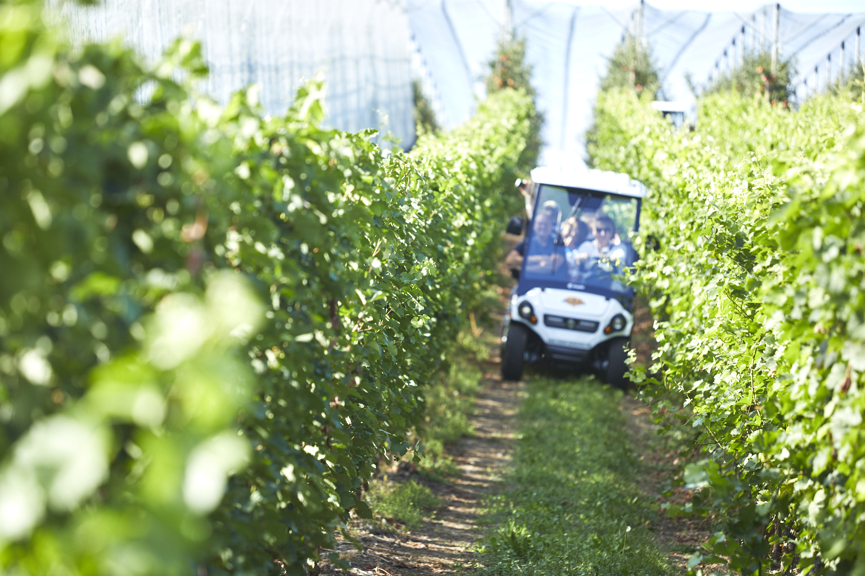 Terroir-Wijnsafari 1