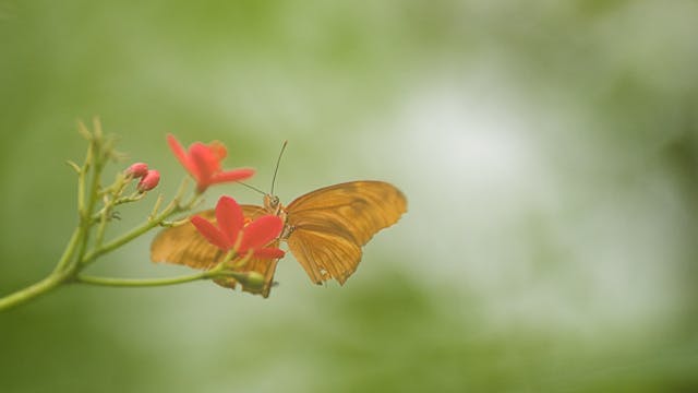 workshop wildlife en vlinders
