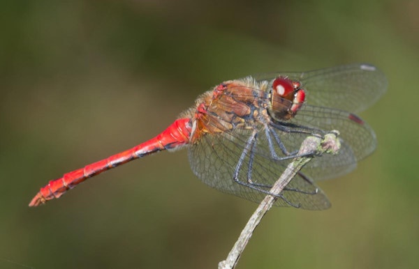 Bloedrode heidelibel - Sympetrum sanguineum - © Jos Vandebergh