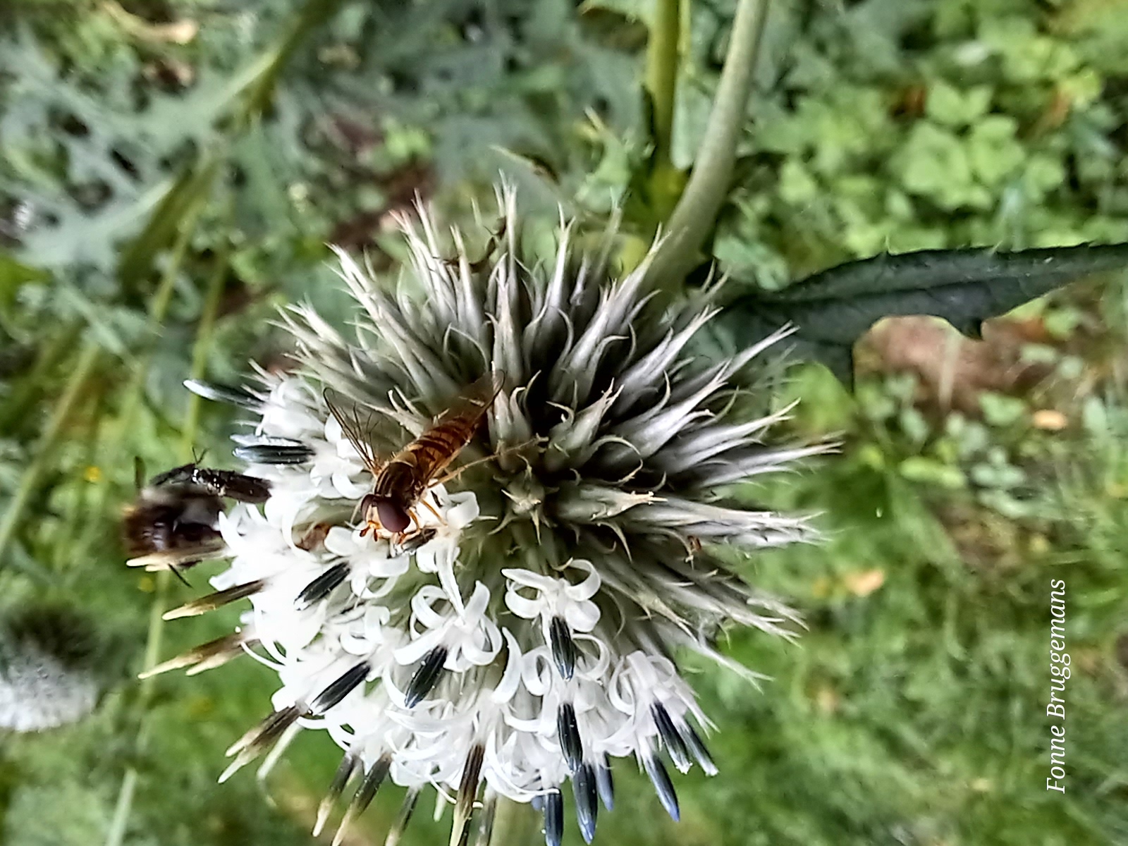 Snorzweefvlieg op Kogeldistel