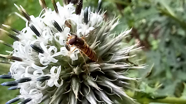 Snorzweefvlieg op Kogeldistel