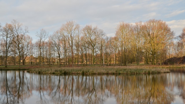 Natuurdomein met verschillende wijers, plankenpaden om over te wandelen