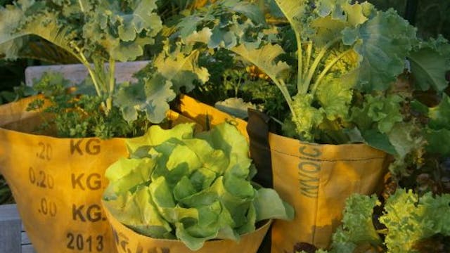 66_Categorie_Cursus of les - tuinvoordracht