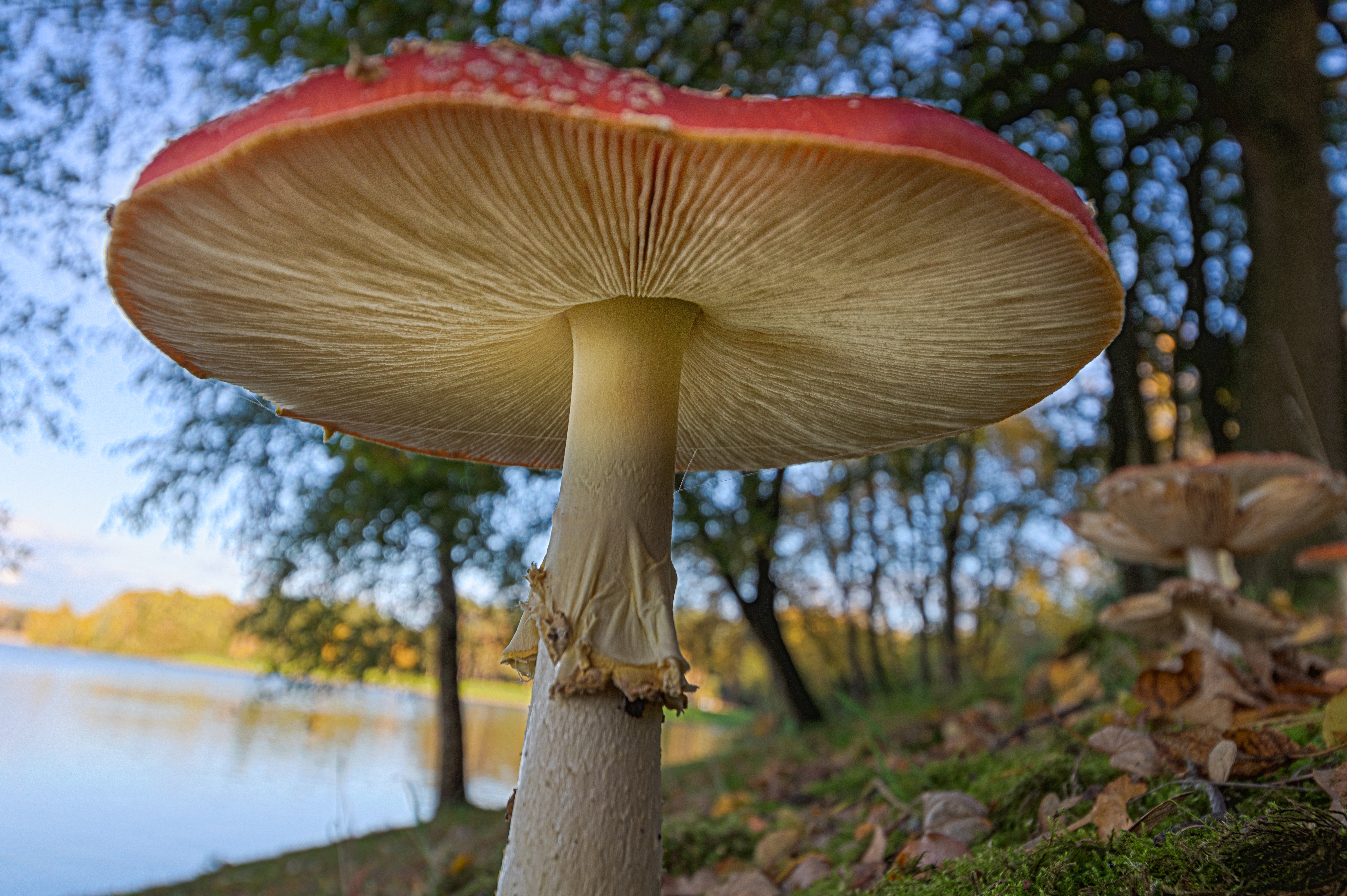 Herfst op domein De Ster