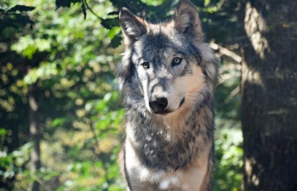 Wolvenwandeling