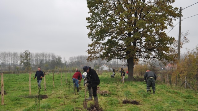 Bosplantactie Winterbeek Hoeselt
