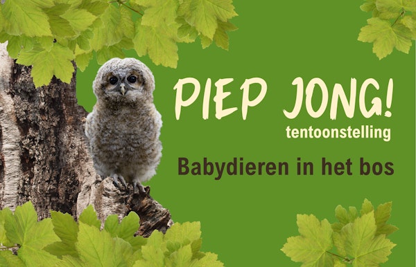 Piep jong