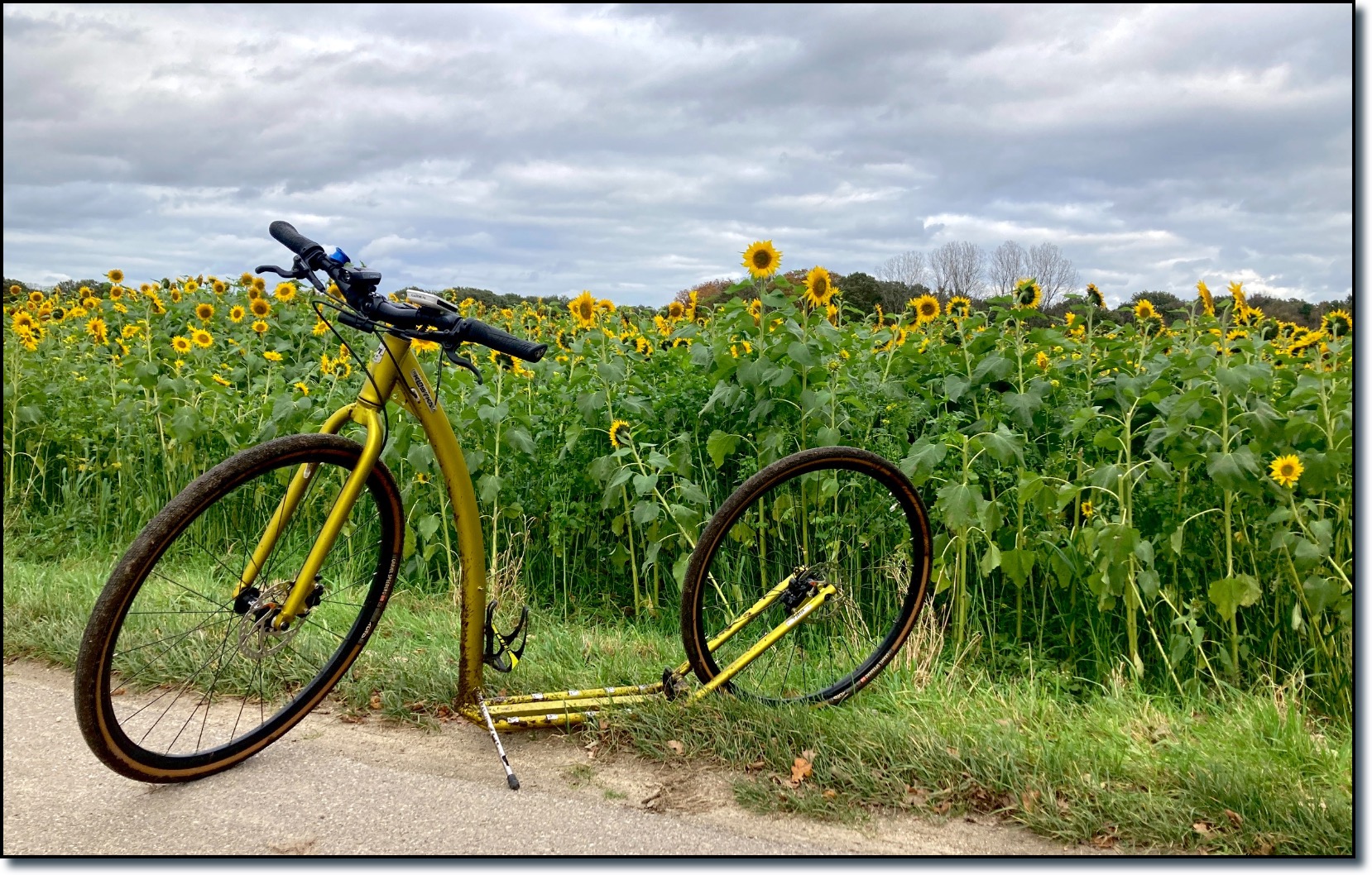 Zonnebloemen in Oudsbergen