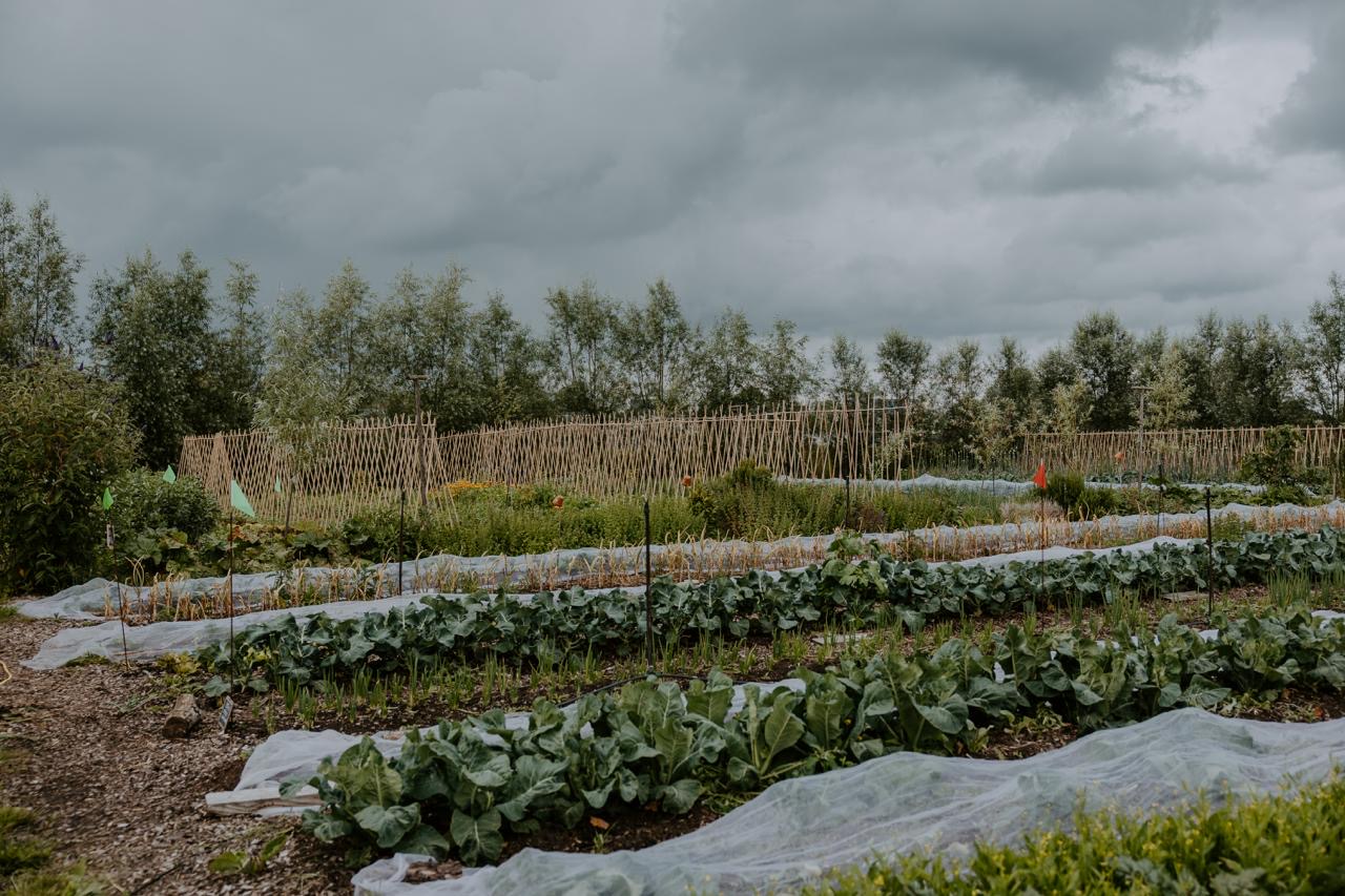 Overzicht van het veld in het voorjaar. 