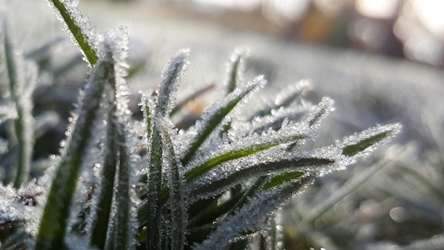 Winterverschijnselen