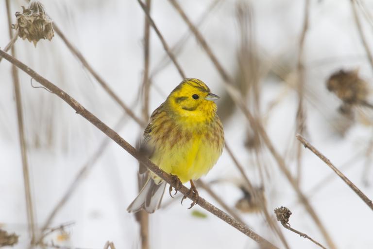 Natuur in muziek, muziek in natuur