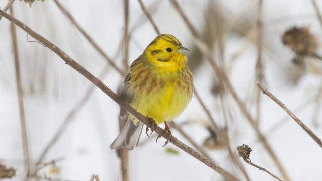 Natuur in muziek, muziek in natuur