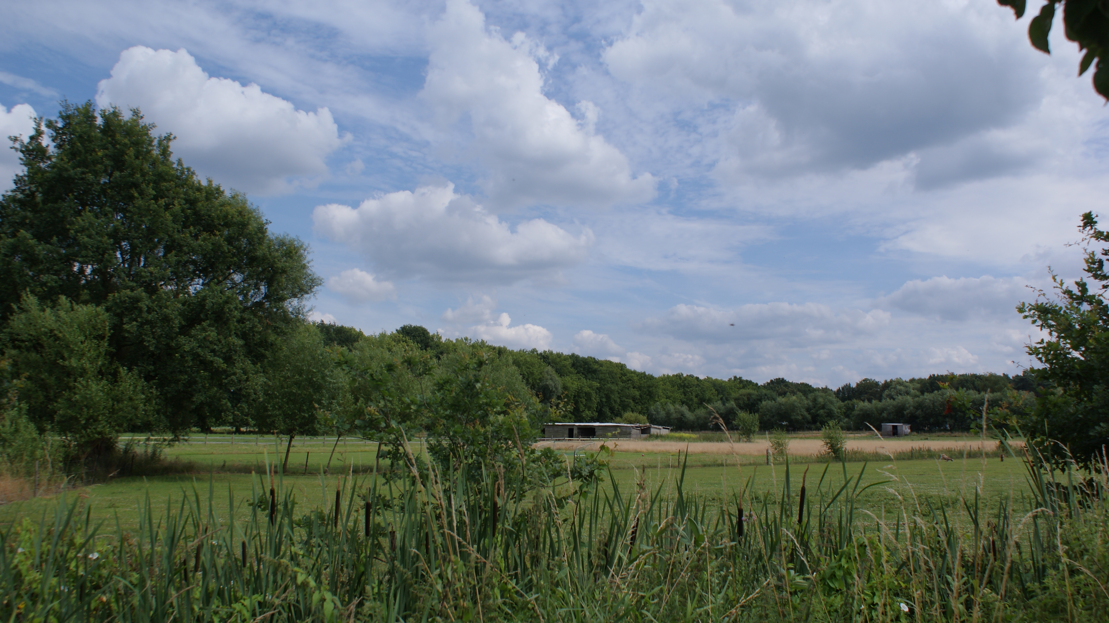 Klaverblad _ historische bossen en graslanden