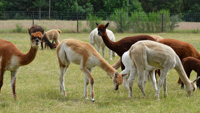Alpaca Pachmana