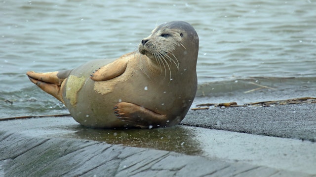 Zeehond