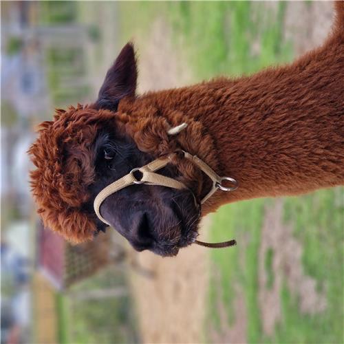 ALPACA 