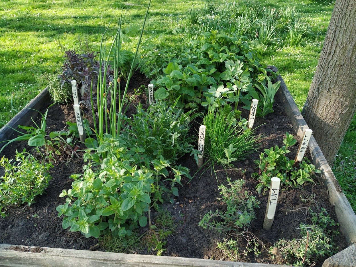 De lekkerste kruiden kun je zelf zaaien of stekken