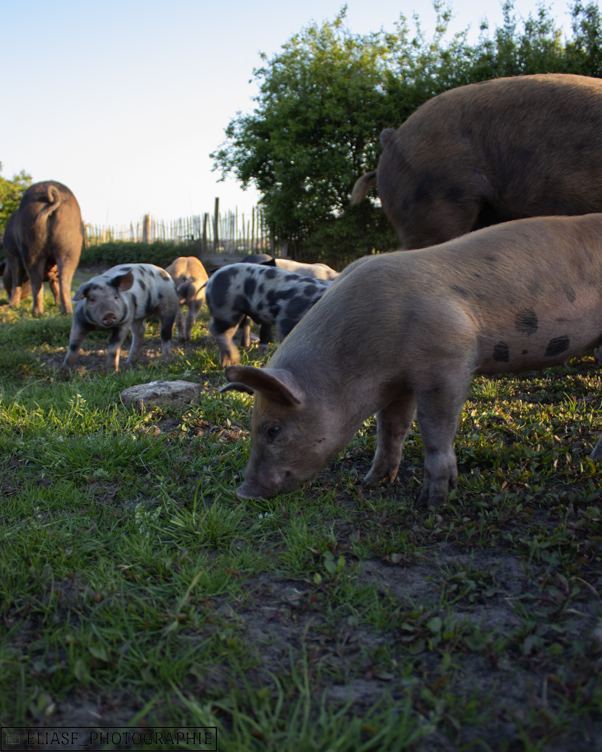 Afbeelding voor evenement Bedrijfsbezoek De Groene Boerderij