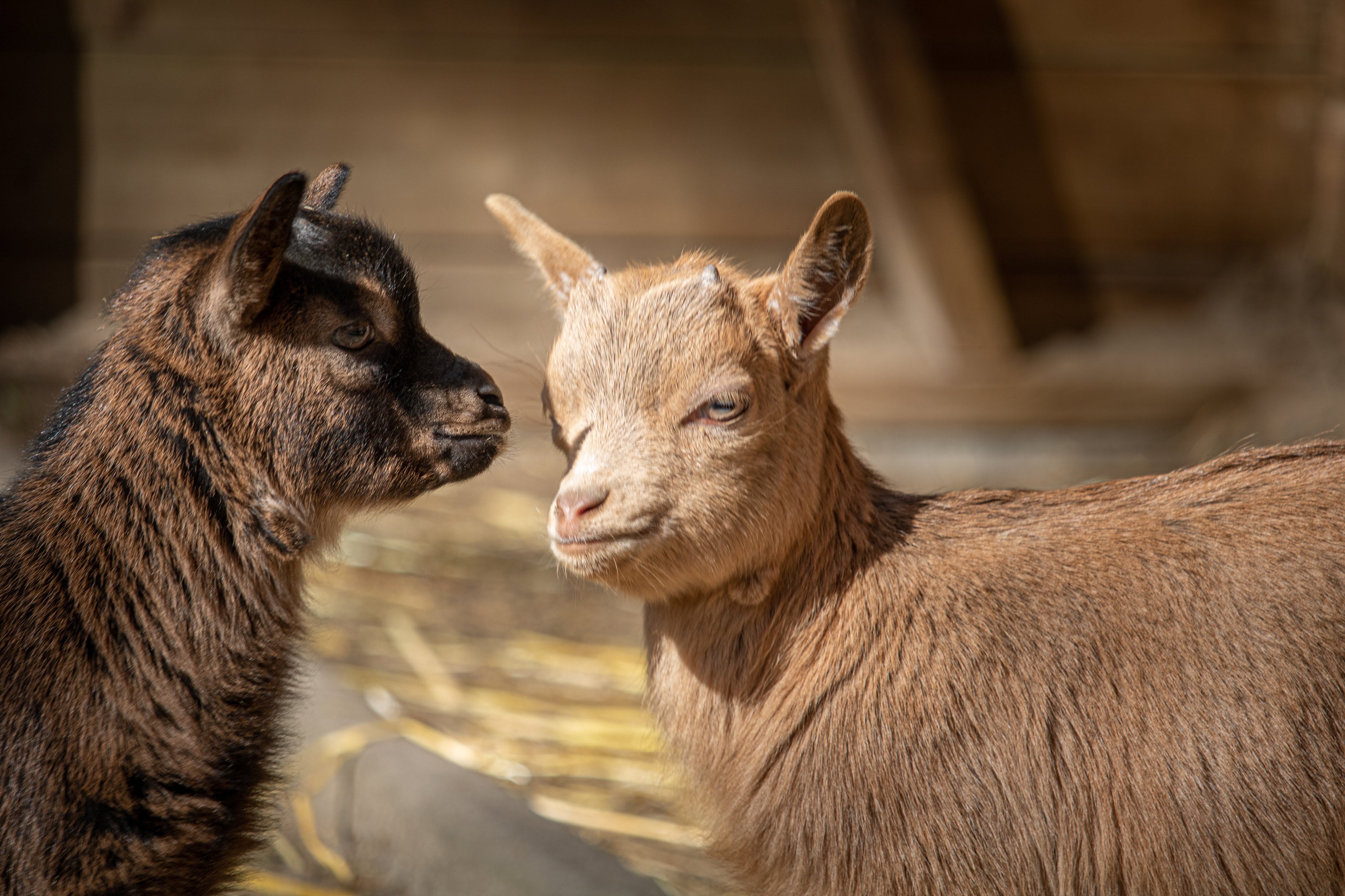 Kinderboerderij domein De Ster