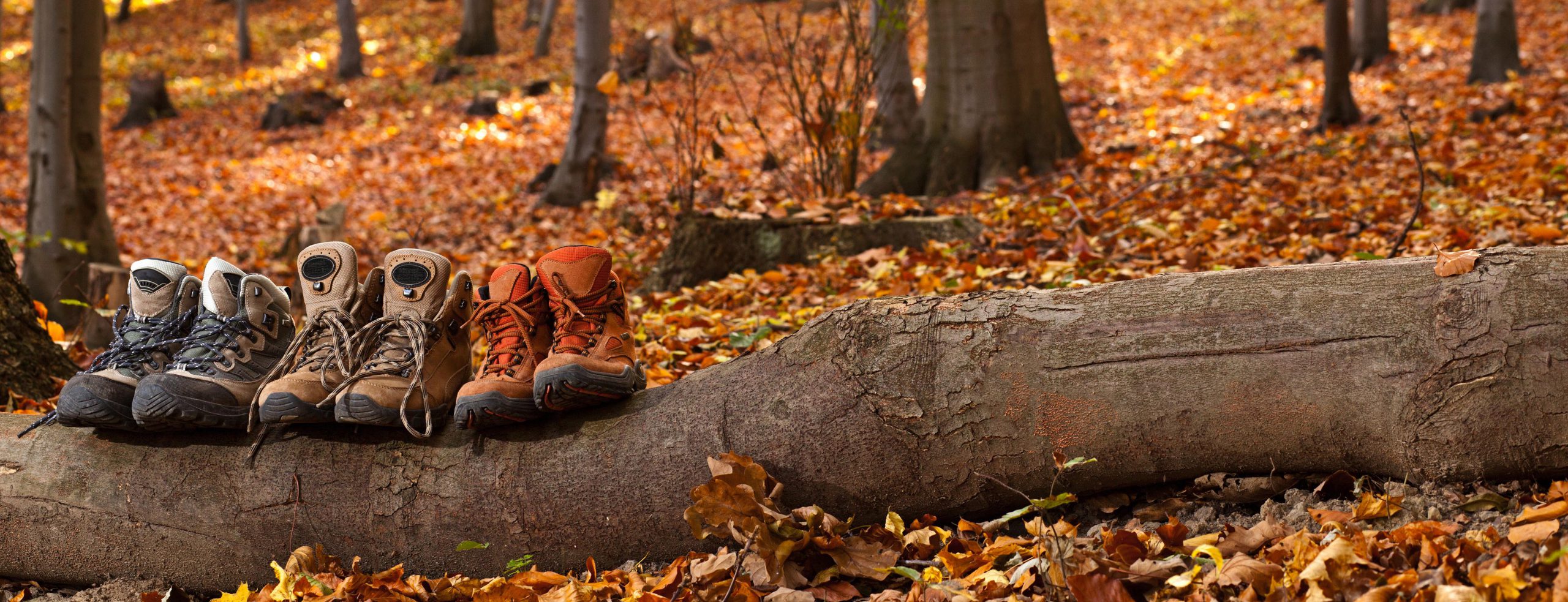 wandelschoenen in het bos