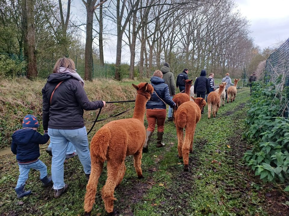alpacawandeling