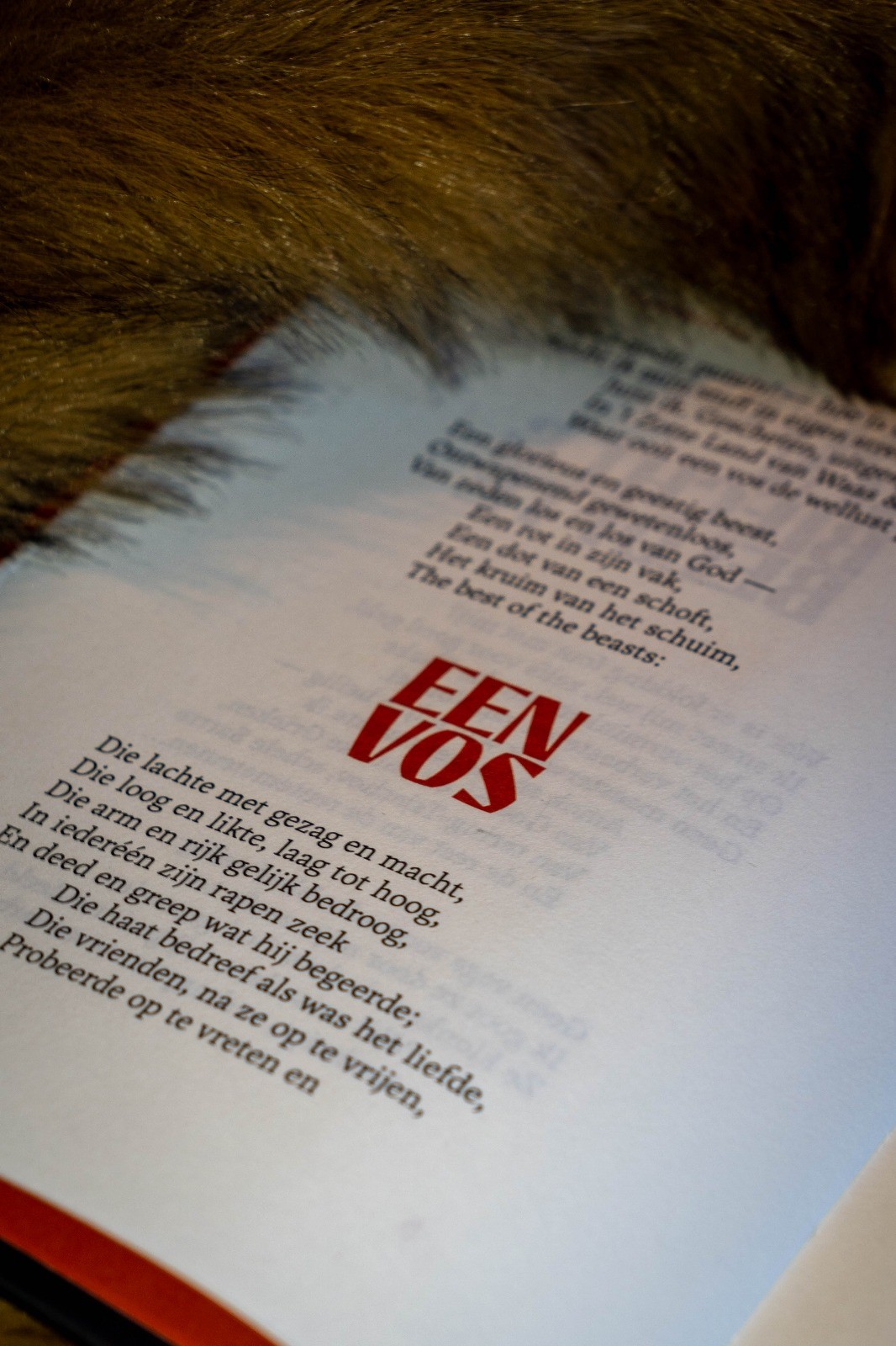 een pagina uit het boek reinaard, met in het groot 'een vos' en een vossenstaart er over