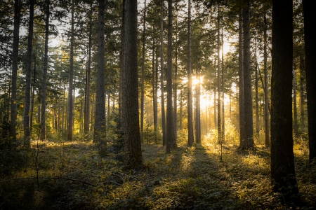 Schemerwandeling - Leven en rust in het bos.jpg klein.jpg