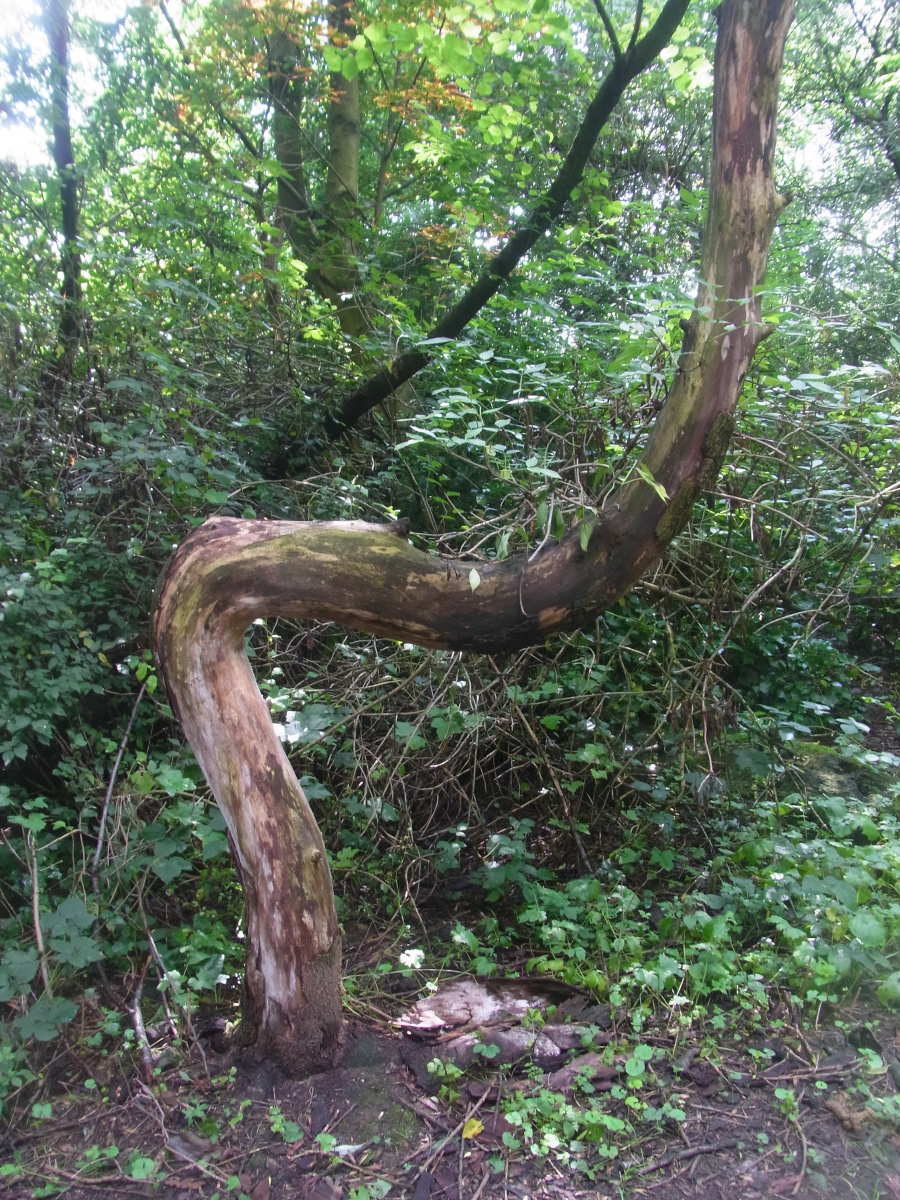 Rondleiding in het Frans