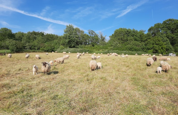 Lammetjes kijkmiddag