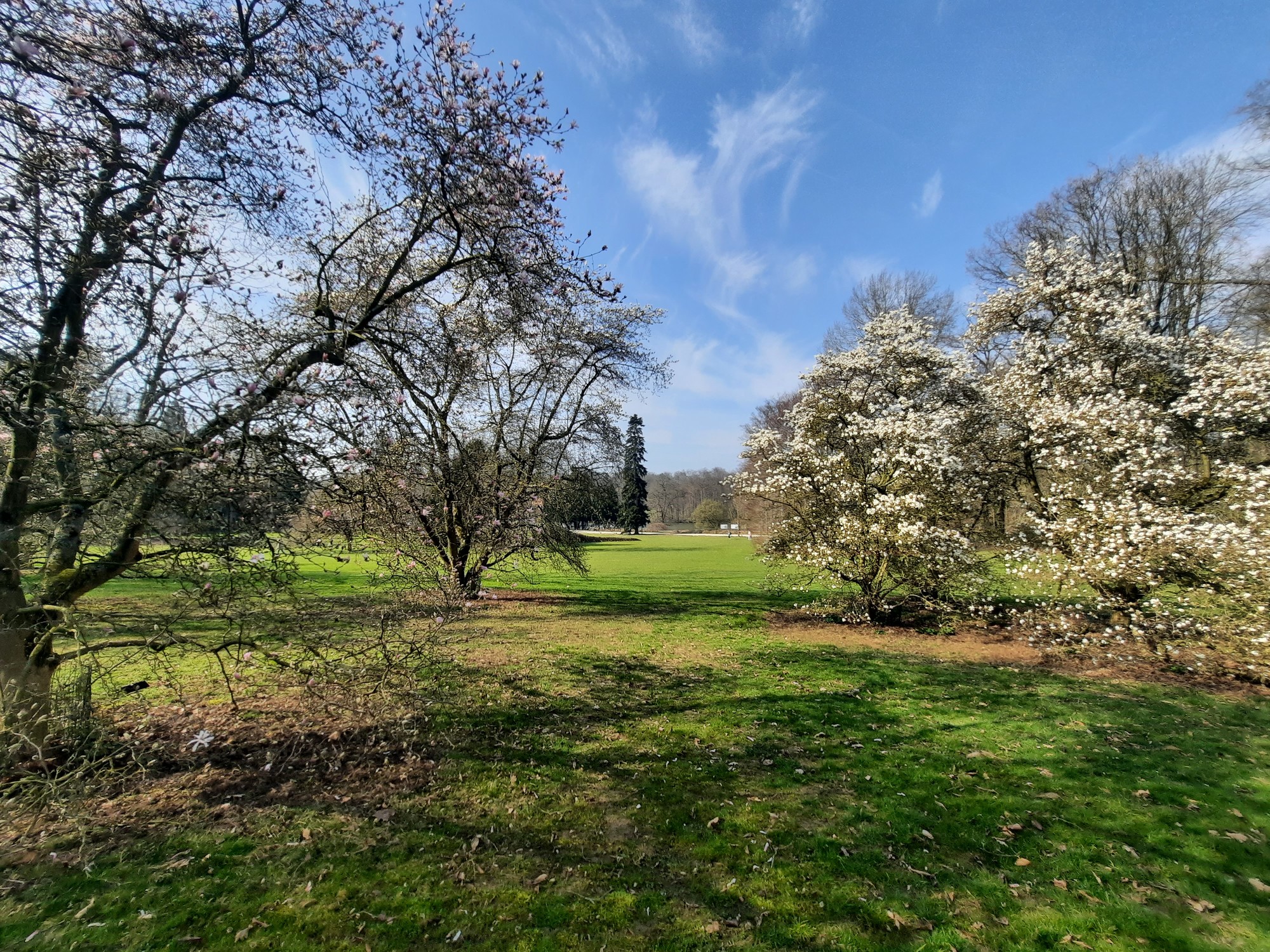 Magnolia in de Plantentuin