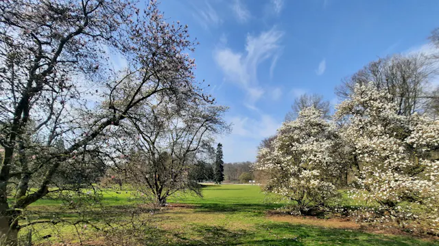 Magnolia in de Plantentuin