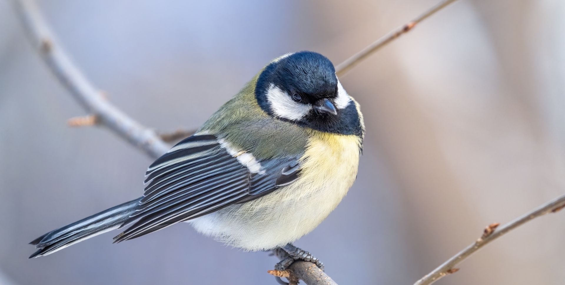 Koolmeesje in een winterse omgeving