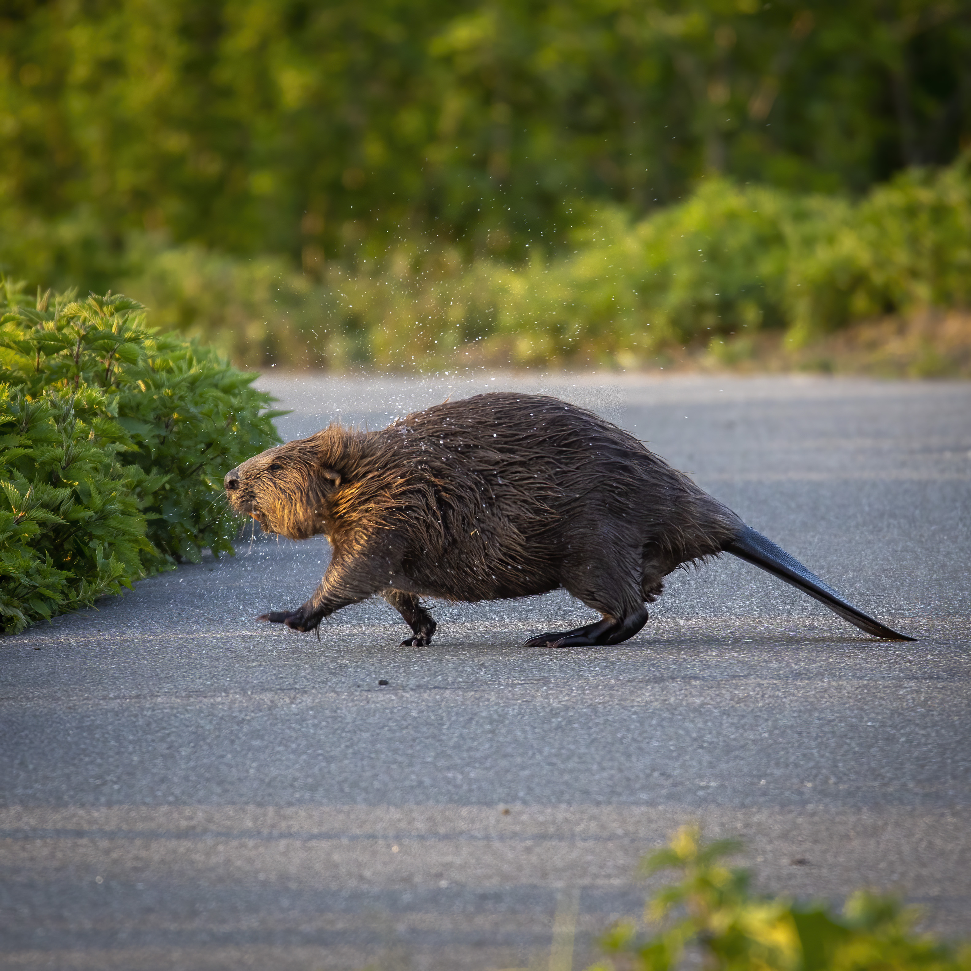 Bever op wandel