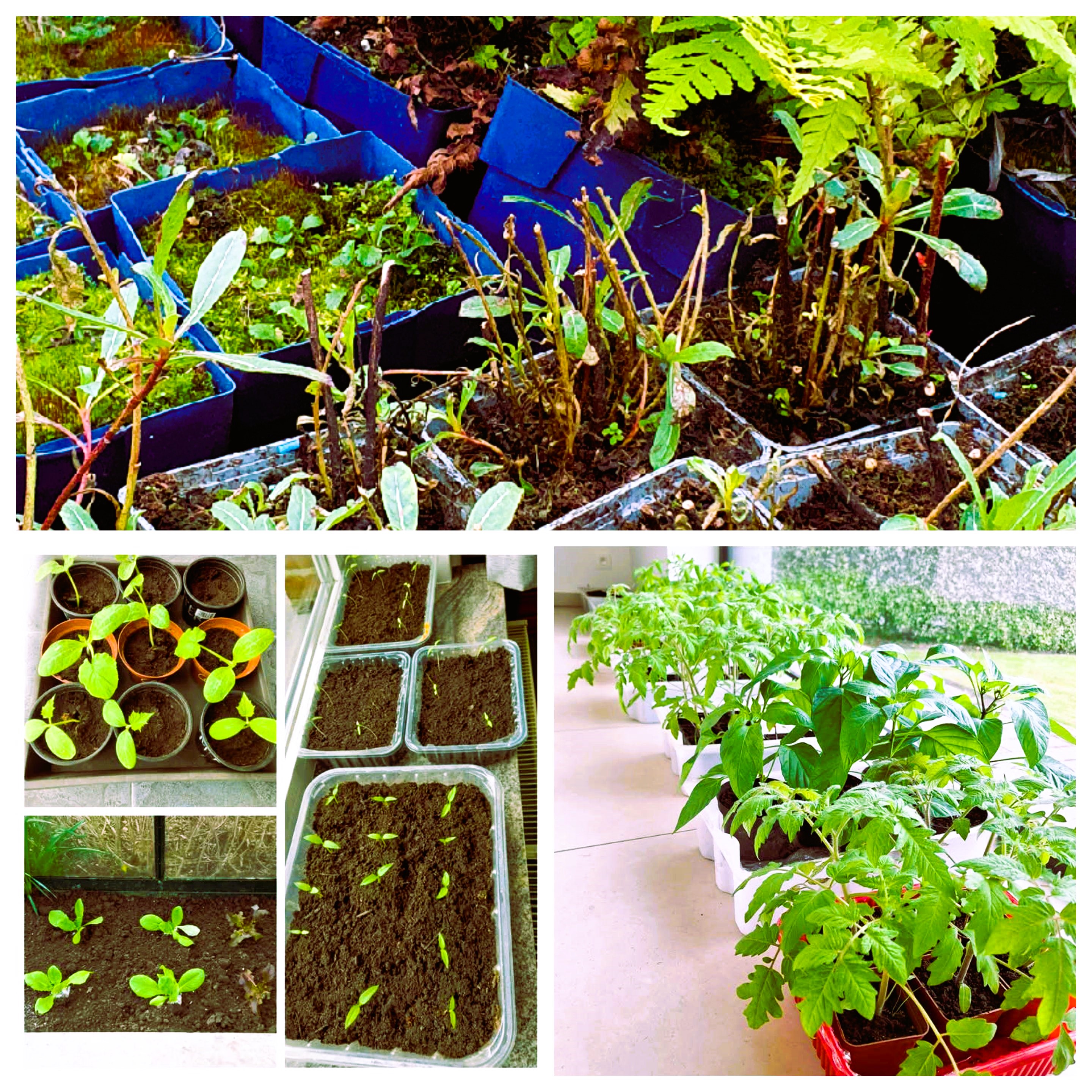 PLANTENRUILBEURS ZONNIGE TUIN OPWIJK