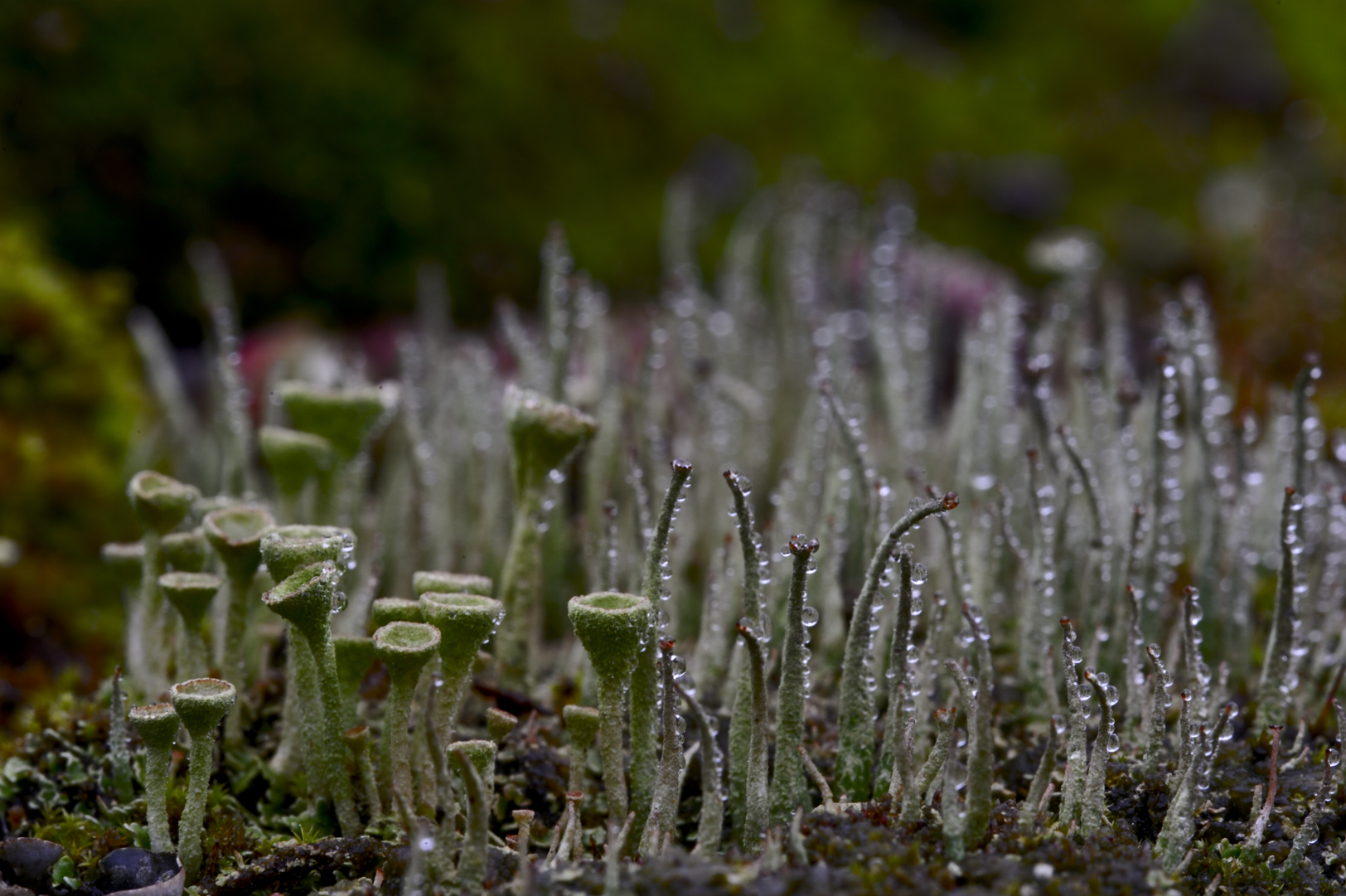 MOSSEN IN DE OOIBOSSEN