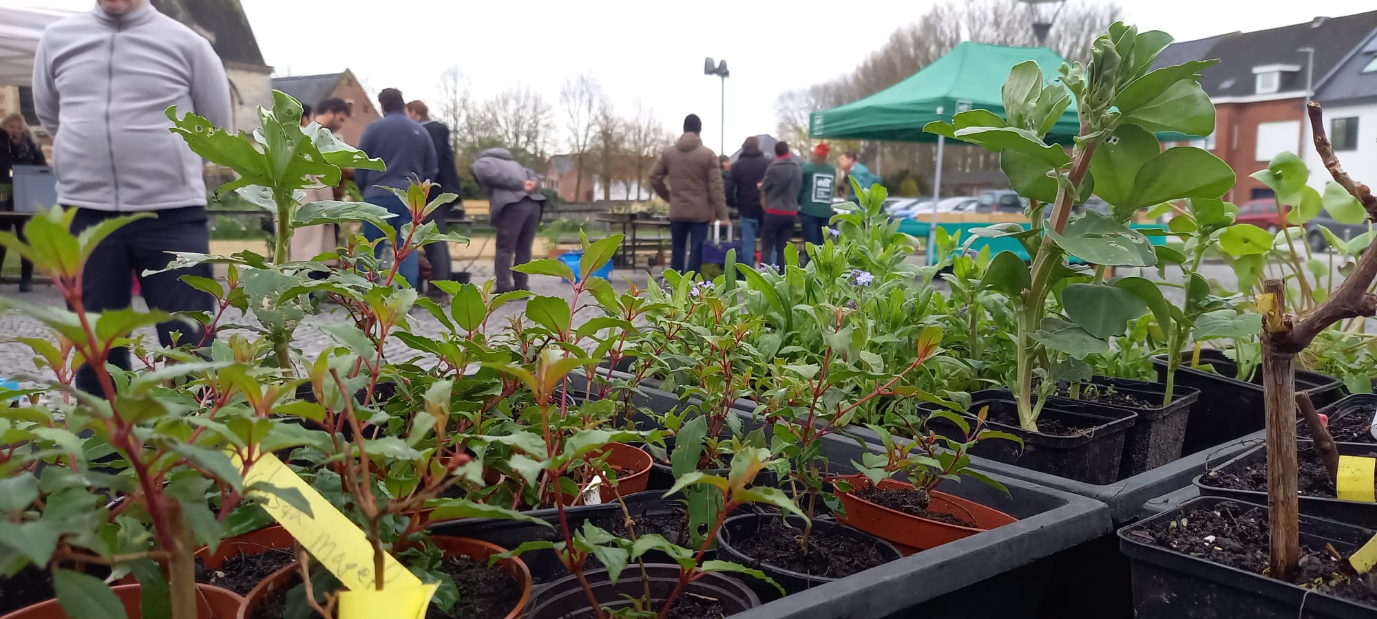 plantenruilbeurs op dorpsplein Massemen