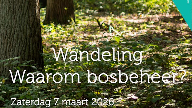 Waarom bosbeheer?