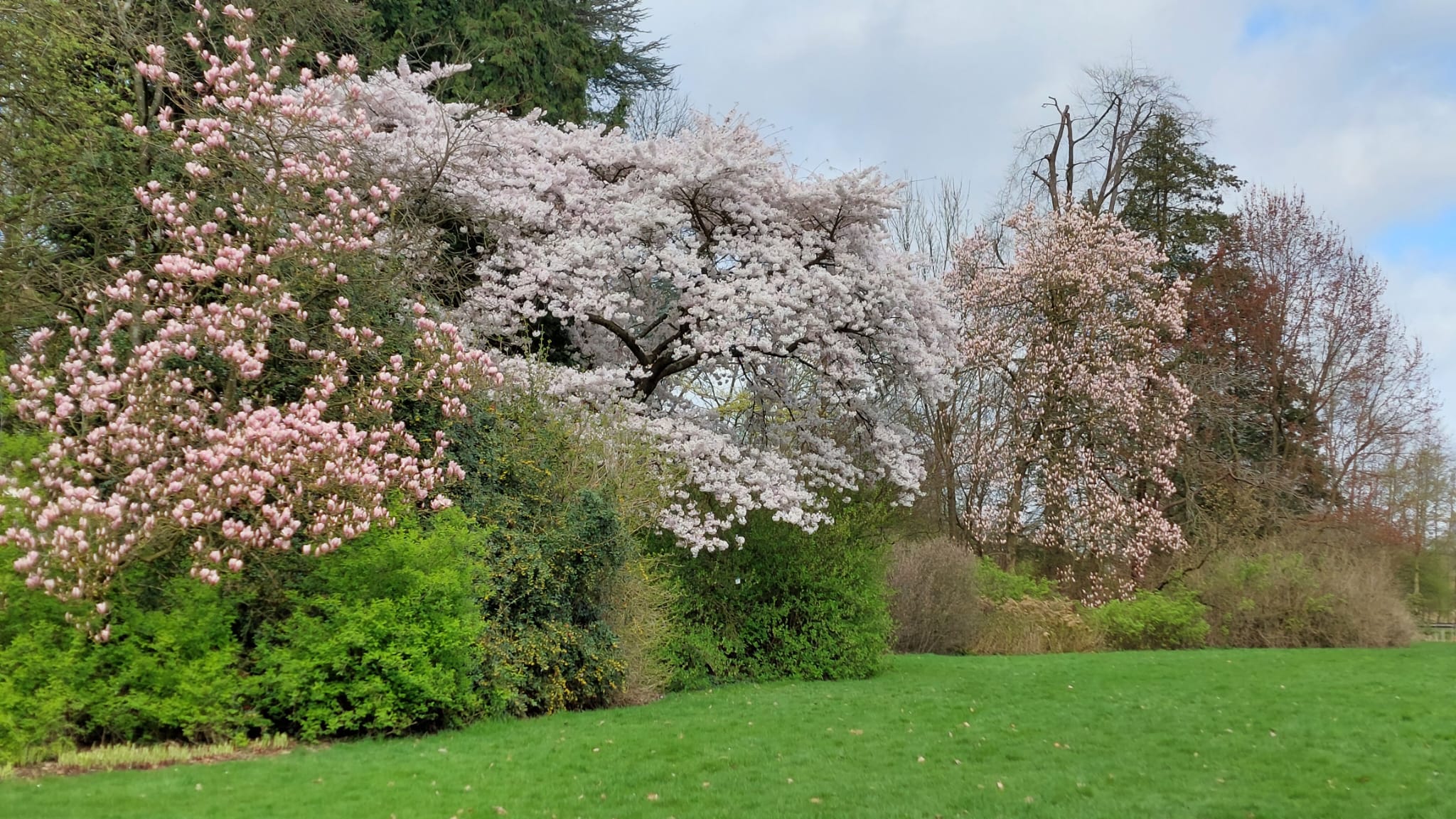 Van funsai naar boom