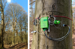 BE_Bulskampveld treewatch mini.png