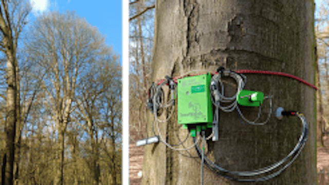 BE_Bulskampveld treewatch mini.png