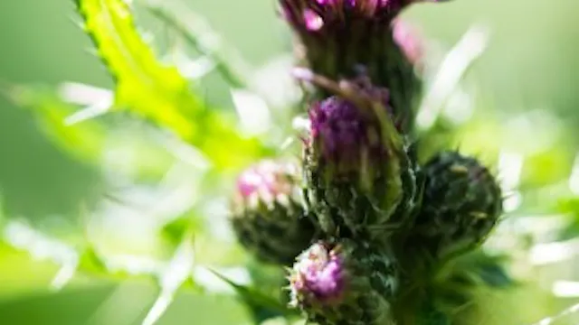 Verbazingwekkende planten