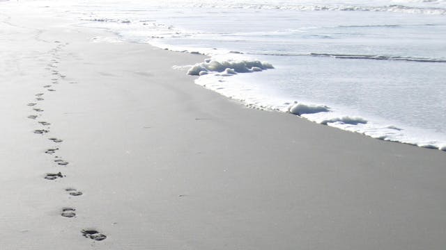 Zorg voor het levenseinde