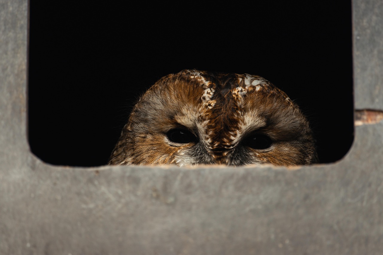Nacht van de Duisternis