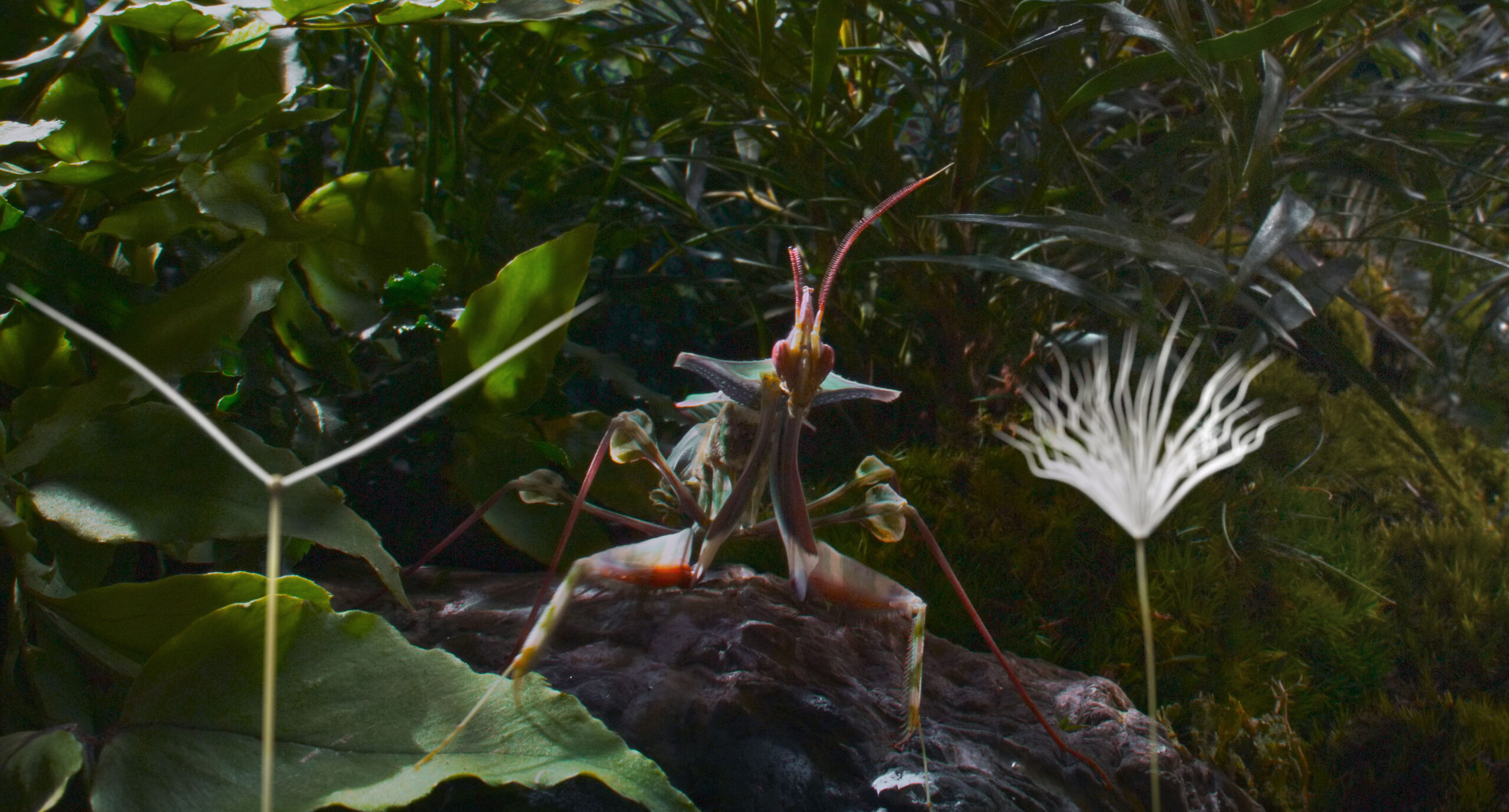 Filmstill Dandelion's odyssey