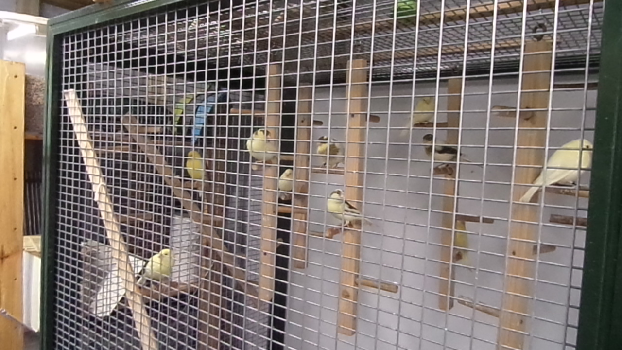 Jonge vogels in een ruime volière