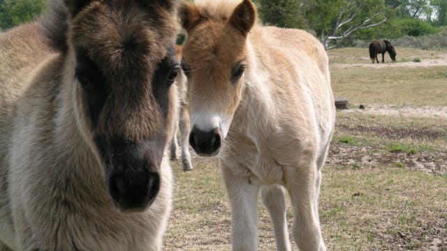 Op zoek naar ezels en pony's in de Doornpanne