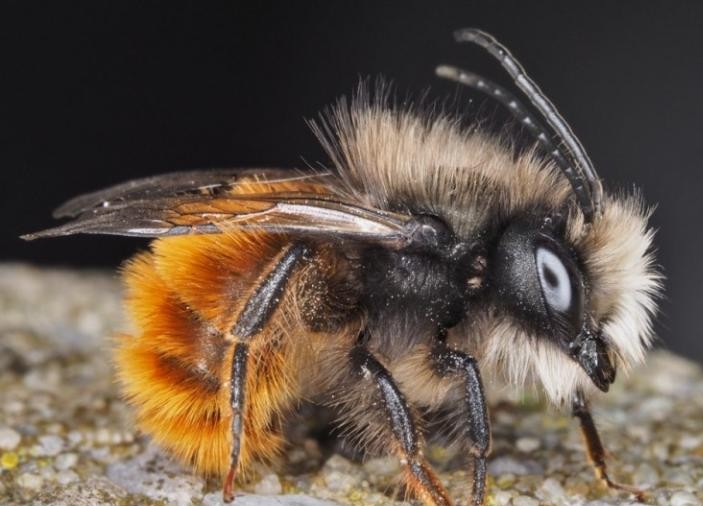 Gehoornde metselbij
