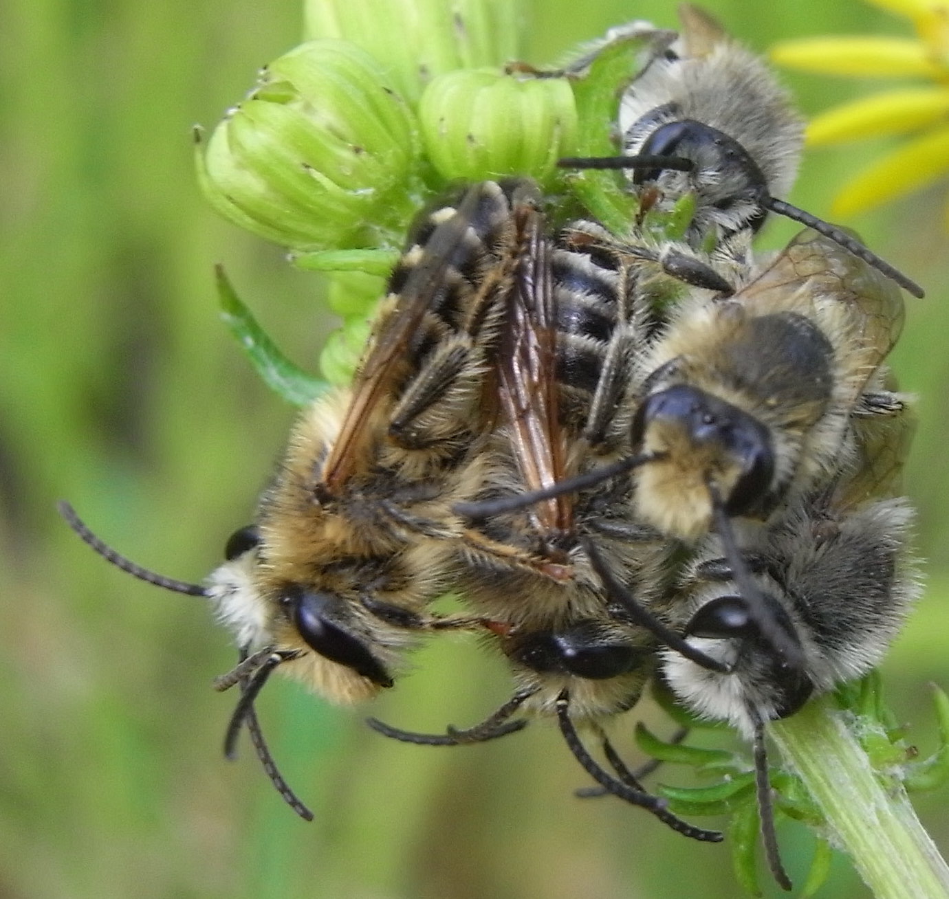 Rondleiding in het Frans