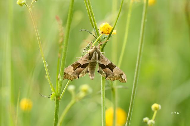 Natuurpunt