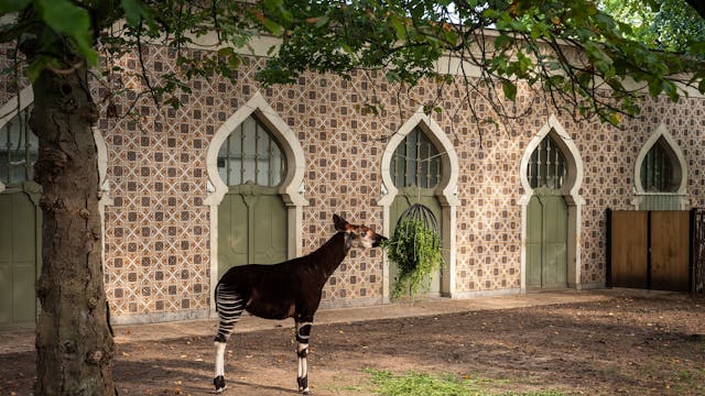 Moorse tempel in ZOO Antwerpen - Erfgoeddag